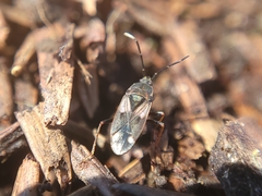Lygaeoidea