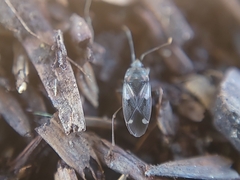 Lygaeoidea