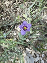 Eustoma exaltatum