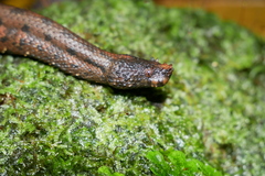 Trachyboa boulengeri
