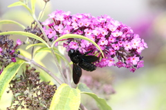 Xylocopa violacea