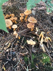 Craterellus ignicolor