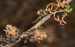 Rhopalomyia tubifex