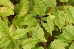 Isodontia auripes