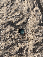 Cysteodemus wislizeni