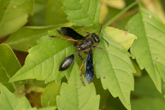 Isodontia auripes