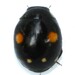Esteemed Sigil Lady Beetle - Photo (c) edporopat, some rights reserved (CC BY-NC), uploaded by edporopat