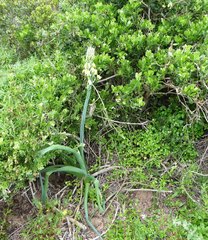 Albuca grandis