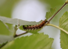 Noctuoidea