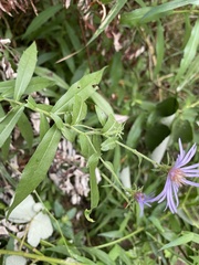 Canadanthus modestus