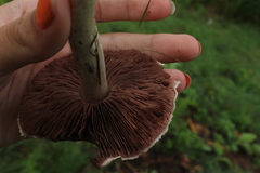 Agaricus campestris