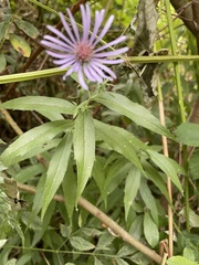 Canadanthus modestus