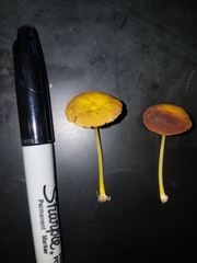 Pluteus admirabilis