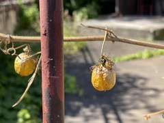 Passiflora vesicaria
