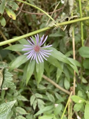 Canadanthus modestus