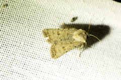 Caradrina