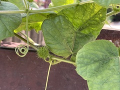 Passiflora vesicaria