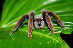 Psalmopoeus