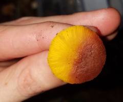 Pluteus admirabilis