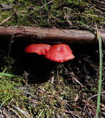 Hygrocybe coccinea