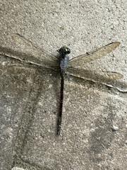 Coryphaeschna ingens