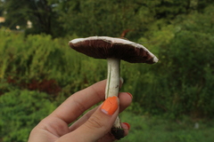 Agaricus campestris