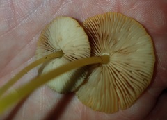Pluteus admirabilis