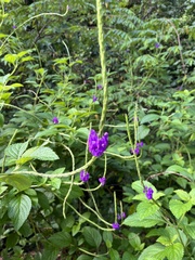 Stachytarpheta