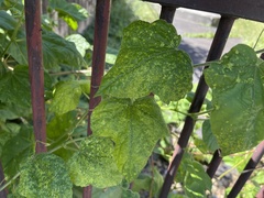 Passiflora vesicaria