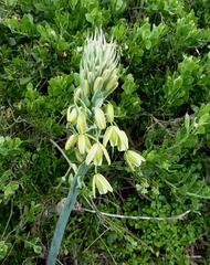 Albuca grandis