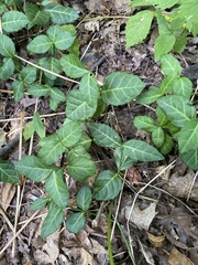 Euonymus fortunei