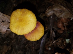 Pluteus admirabilis