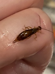 Apterygida albipennis