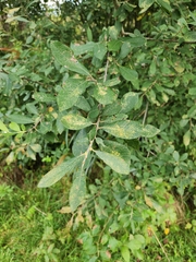 Salix cinerea