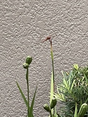 Libellula auripennis