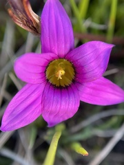 Romulea rosea
