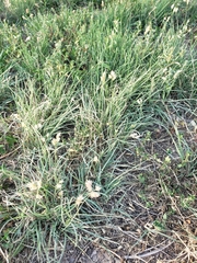 Bouteloua dactyloides