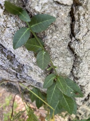 Euonymus fortunei