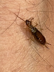 Apterygida albipennis