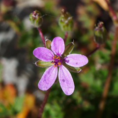 Erodium cicutarium