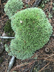 Leucobryum glaucum