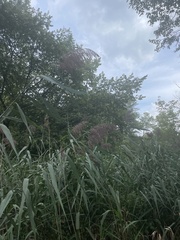 Phragmites