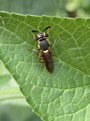 Hoplitimyia constans
