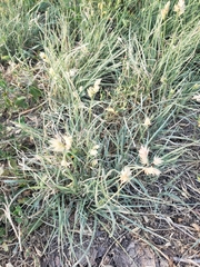 Bouteloua dactyloides