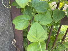 Passiflora vesicaria