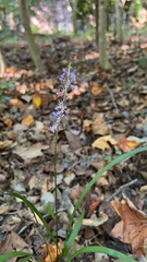 Liriope muscari