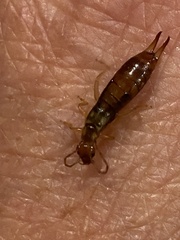 Apterygida albipennis