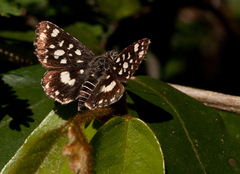 Spialia