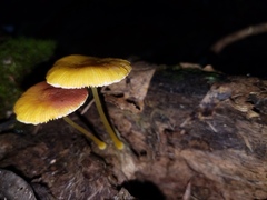 Pluteus admirabilis