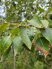 Thecabius populimonilis